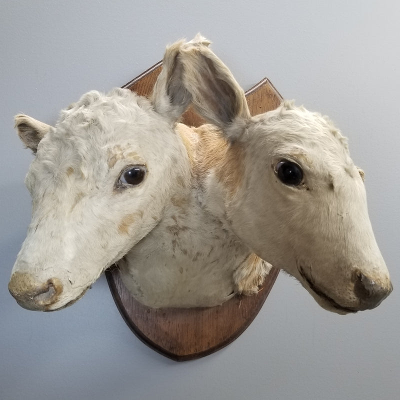 Two Headed Cow Taxidermy, Victorian Era