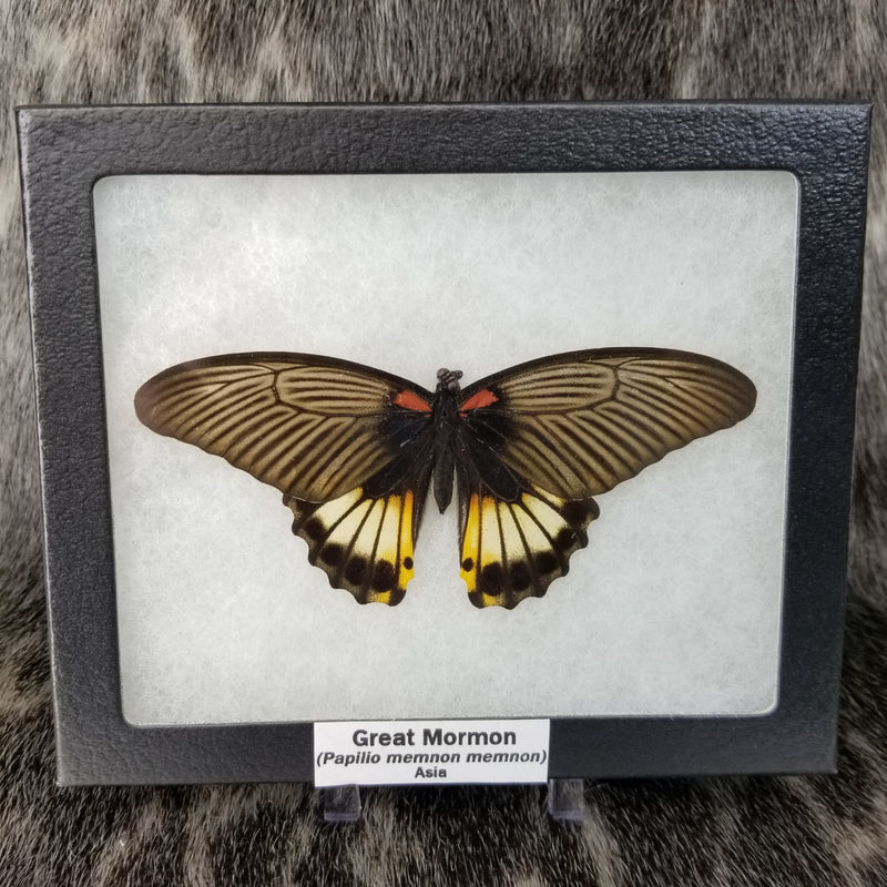 Great Mormon Butterflies, Male