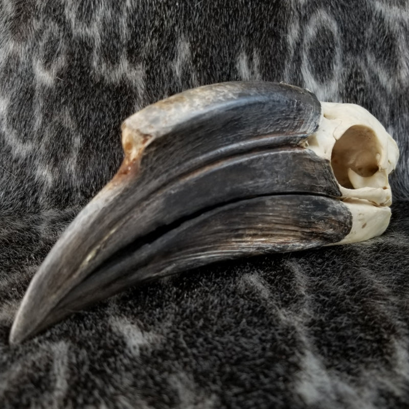 Black Casqued Hornbill Skull, Female (SALE)