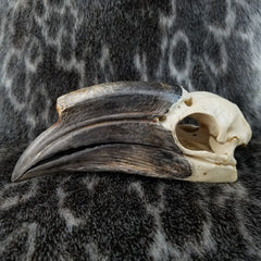 Black Casqued Hornbill Skull, Female (SALE)