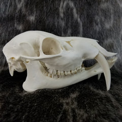 Chinese Water Deer Skull (SALE)