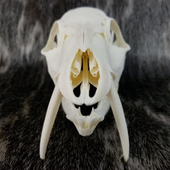 Chinese Water Deer Skull (SALE)