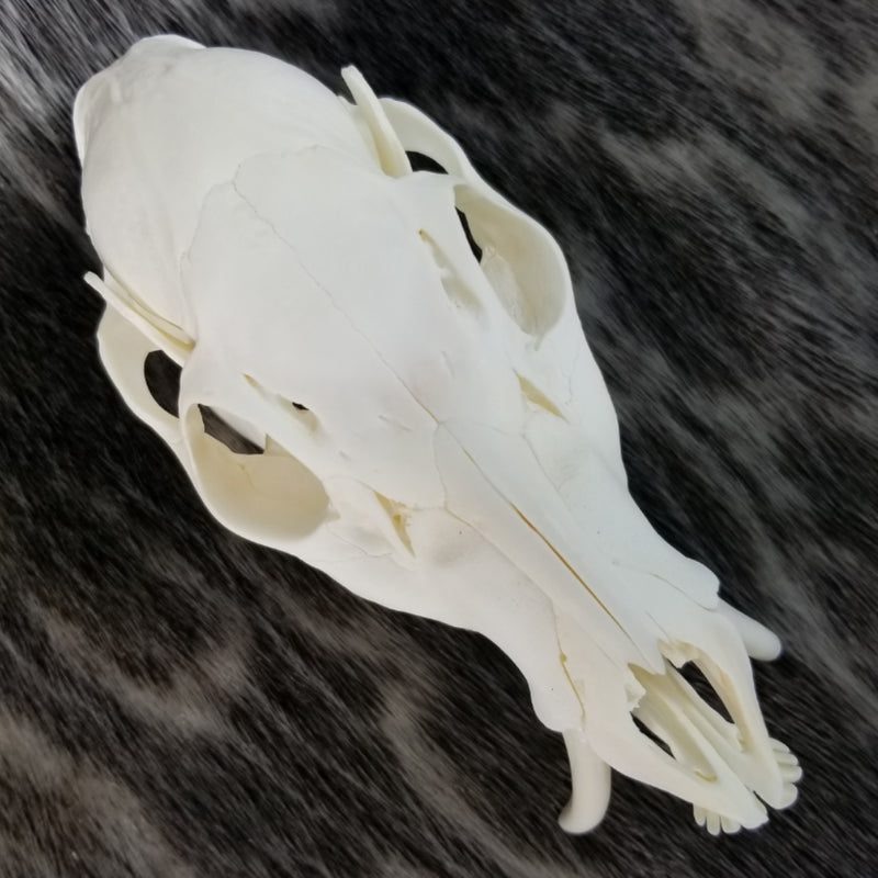 Chinese Water Deer Skull (SALE)