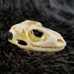 Sun Skink Skull