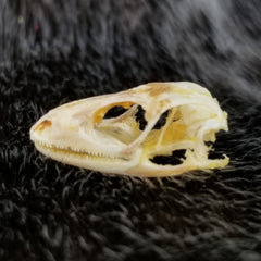 Sun Skink Skull