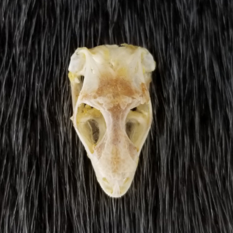 Sun Skink Skull