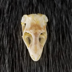 Sun Skink Skull