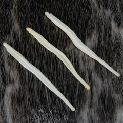 Coyote Penis Bones (Baculums)