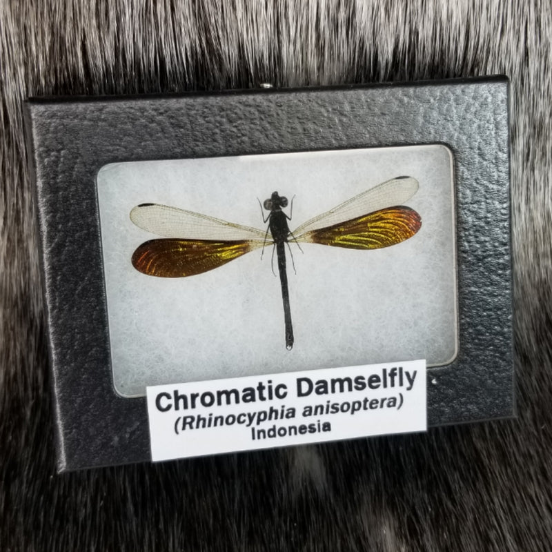Chromatic Damselfly