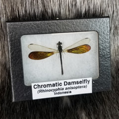 Chromatic Damselfly