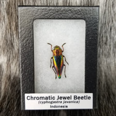 Chromatic Jewel Beetle