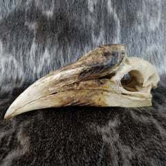 White-Thighed Hornbill Skulls, Female