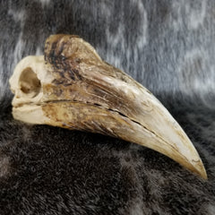 White-Thighed Hornbill Skulls, Female