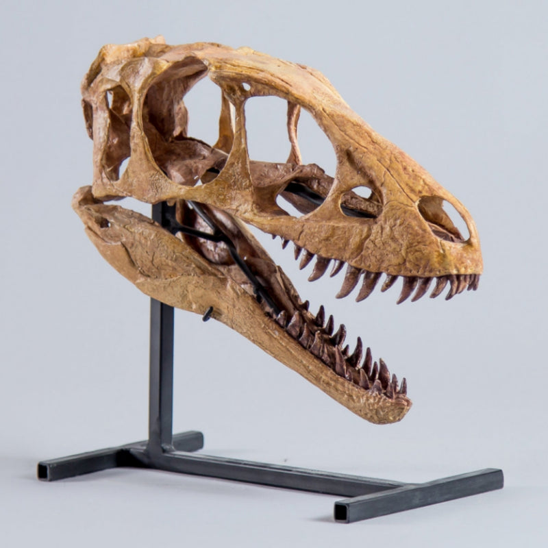 Raptorex Kriegsteini Dinosaur Skull (CAST)