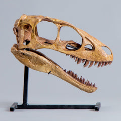 Raptorex Kriegsteini Dinosaur Skull (CAST)