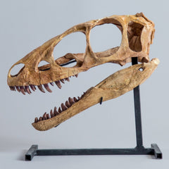 Raptorex Kriegsteini Dinosaur Skull (CAST)