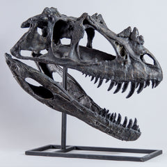 Ceratosaurus Dinosaur Skull (CAST)