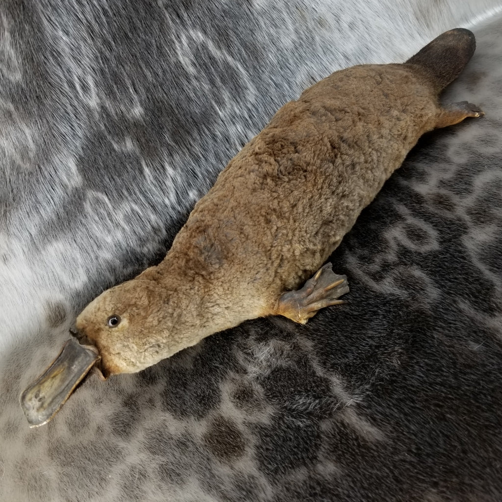 Duck Billed Platypus Taxidermy SkullStore Inc
