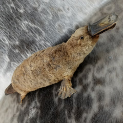 Duck-Billed Platypus Taxidermy