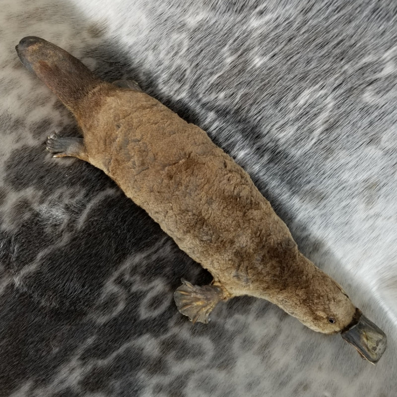 Duck-Billed Platypus Taxidermy