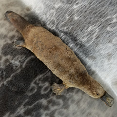 Duck-Billed Platypus Taxidermy