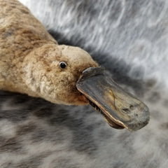 Duck-Billed Platypus Taxidermy