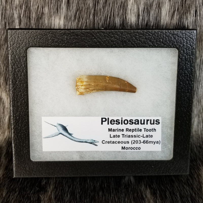 Plesiosaurus Tooth