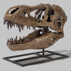 Tyrannosaurus Rex Dinosaur Skull (CAST)