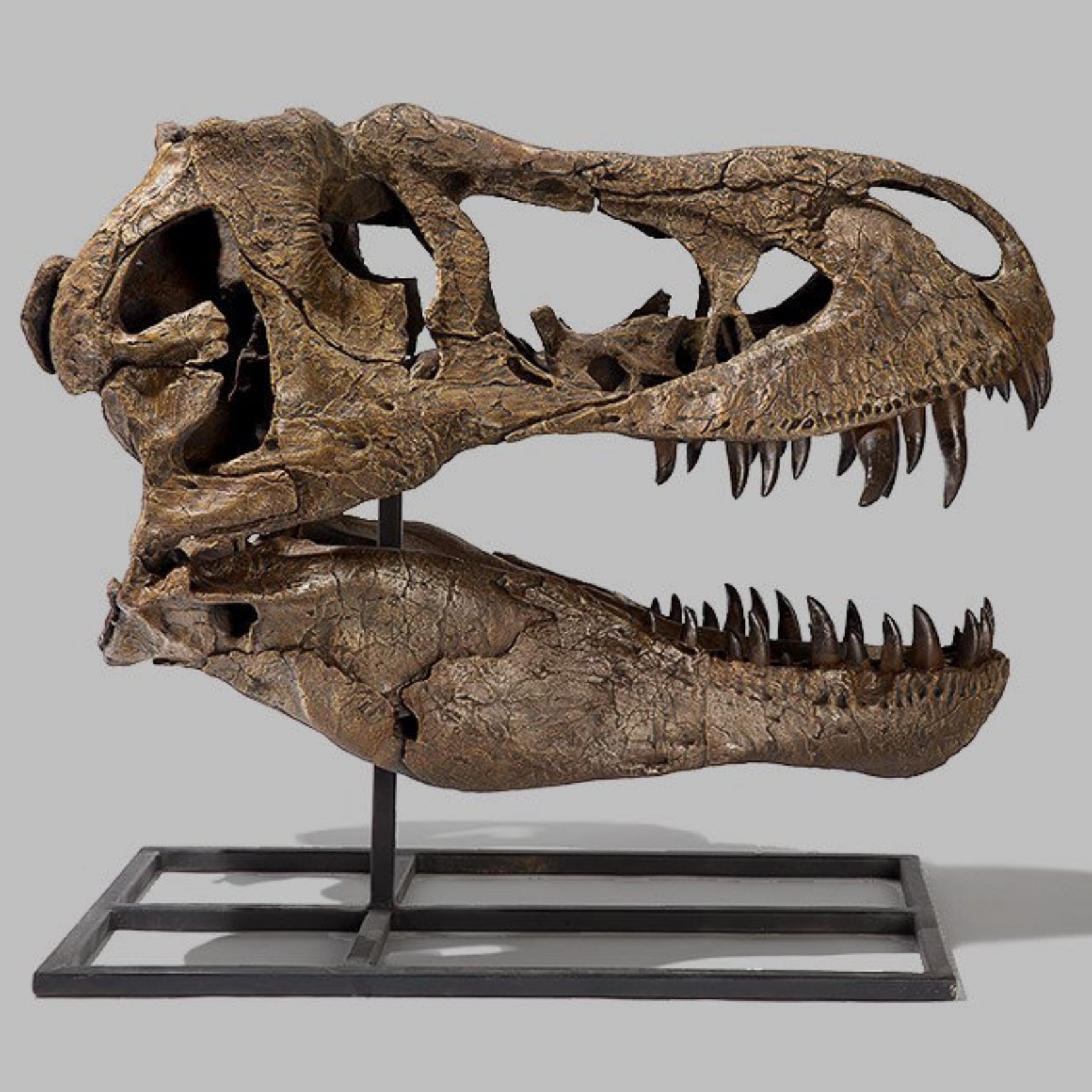 Tyrannosaurus Rex Dinosaur Skull CAST SkullStore Inc