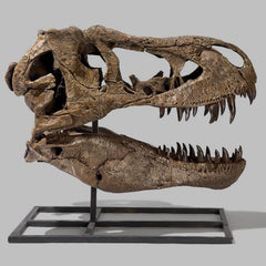 Tyrannosaurus Rex Dinosaur Skull (CAST)