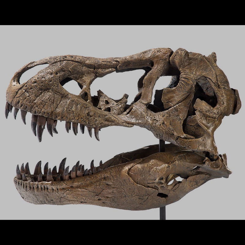 Tyrannosaurus Rex Dinosaur Skull (CAST)