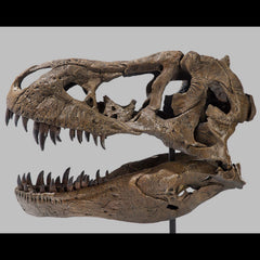 Tyrannosaurus Rex Dinosaur Skull (CAST)