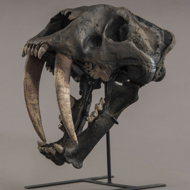 Sabertooth "Tiger" Skull (REPLICA)