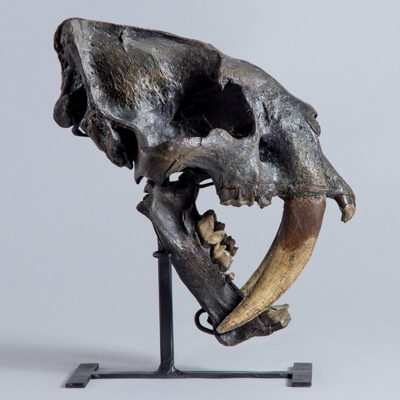 Sabertooth "Tiger" Skull (REPLICA)