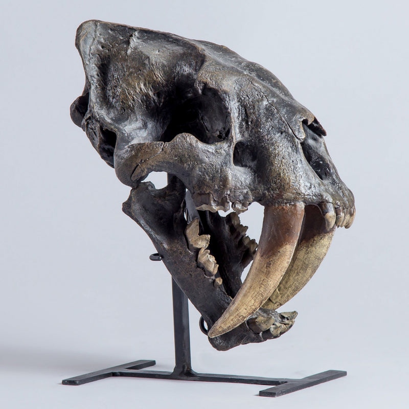 Sabertooth "Tiger" Skull (REPLICA)