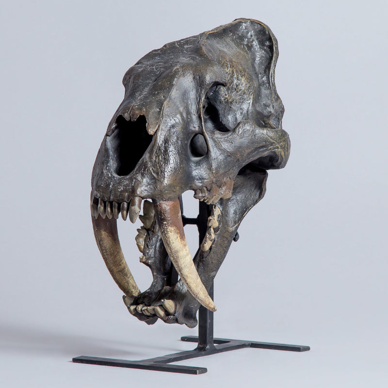 Sabertooth "Tiger" Skull (REPLICA)