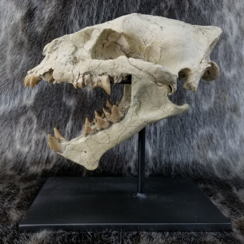 Sabertooth Cub Fossil Skull