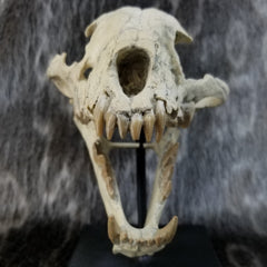 Sabertooth Cub Fossil Skull