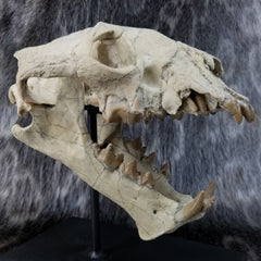 Sabertooth Cub Fossil Skull
