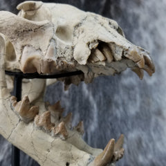 Sabertooth Cub Fossil Skull