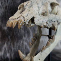 Sabertooth Cub Fossil Skull