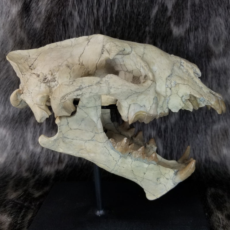 Sabertooth Cub Fossil Skull
