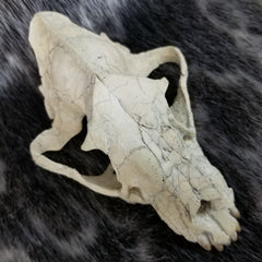 Sabertooth Cub Fossil Skull