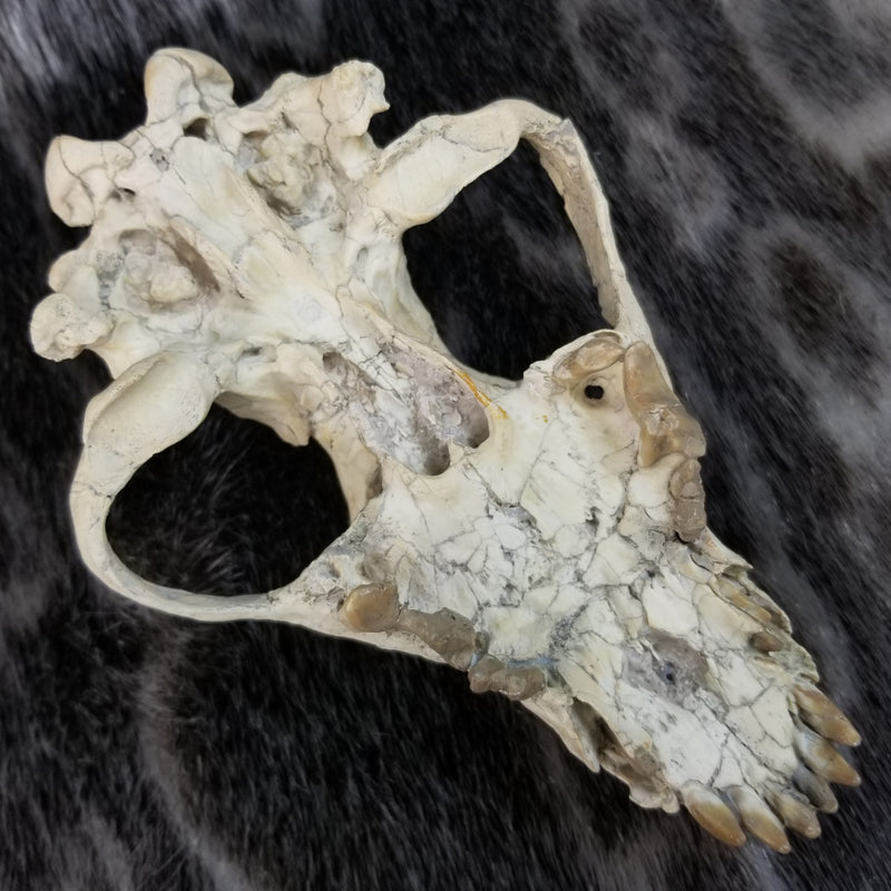 Sabertooth Cub Fossil Skull