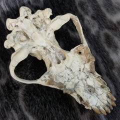 Sabertooth Cub Fossil Skull