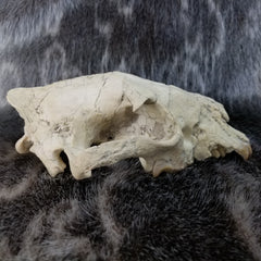 Sabertooth Cub Fossil Skull
