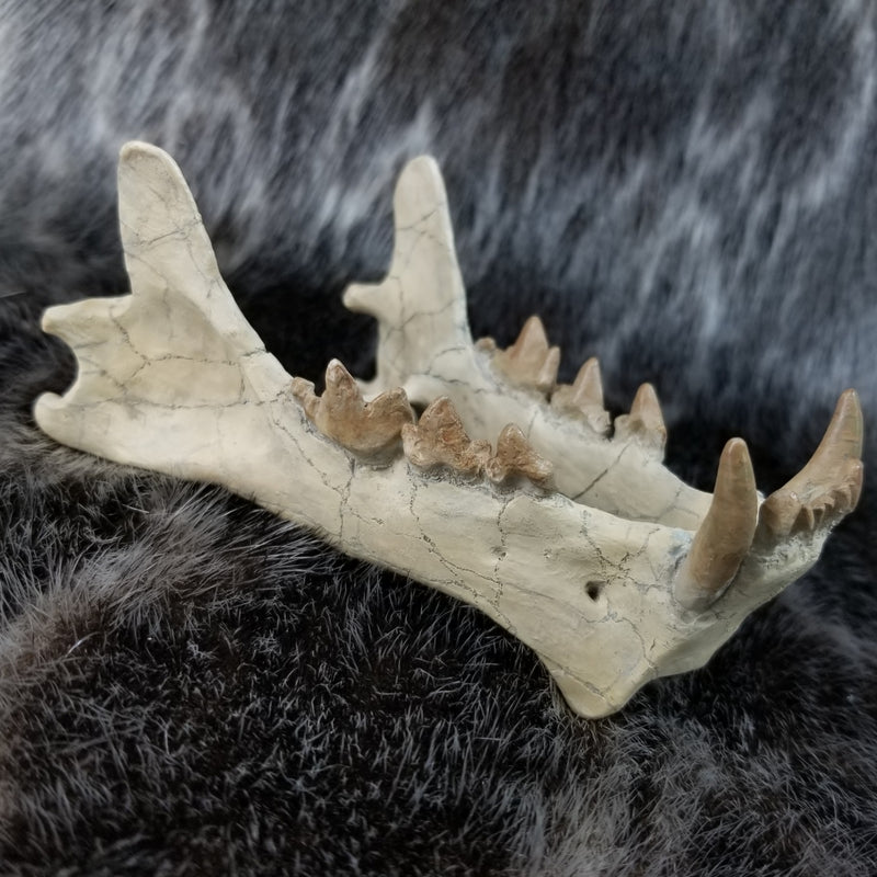 Sabertooth Cub Fossil Skull