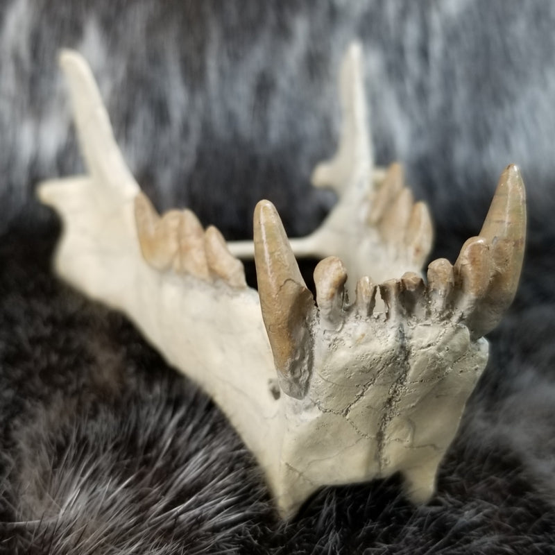 Sabertooth Cub Fossil Skull