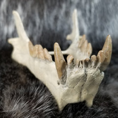 Sabertooth Cub Fossil Skull