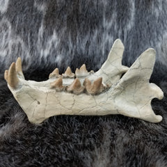 Sabertooth Cub Fossil Skull